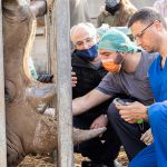 רואים לו בעיניים: טופאק, קרנף רחב שפה, מטופל בספארי