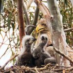 העיטמים לבני הזנב: העופות הדורסים הגדולים ביותר בארץ וזן הולך ונכחד