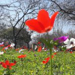 טיולים משפחתיים בין פריחות מרהיבות, נחלים זורמים ומפלים שוצפים