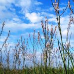 פריחות הבוקר בשמורת הטבע הדום השומרון על גבעות בשיפולי השומרון