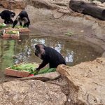 פורים שמח גם לחיות בספארי ר”ג