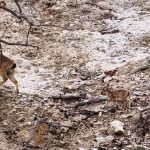 עונת המלטות היעלים החלה: תיעוד של צאצאים בשמורת מצוק הצינים