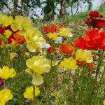 פריחה מיוחדת ונדירה בגן הבוטני האוניברסיטאי בירושלים