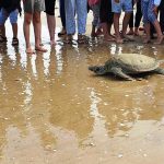 הושבו לטבע 4 צבים שטופלו ושוקמו במרכז הצלה לצבי ים של רט”ג