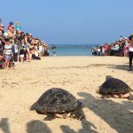 שתי נקבות צבי ים חום שעברו שיקום, הושבו לטבע לשמחת הילדים