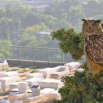 אוח עיטי: שומרת הר המנוחות