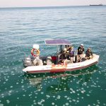 ים של מדוזות