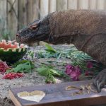 חגיגה בספארי ר”ג: שאול, כוח הקומדו, חוגג יום הולדת 12