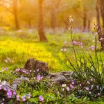 הקיץ עדיין כאן אבל החצבים כבר כאן!