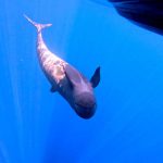 דולפינים ללא גבולות…