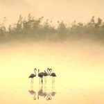 מהפלמינגו באהבה