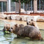 חגיגת דובות בספארי ר”ג