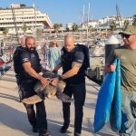 אריאל, צבת הים החומה, שוחררה לים לאחר טיפול משקם