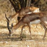 54 צבאים בדקה: תיעוד מיוחד מעמק הצבאים בלב ירושלים