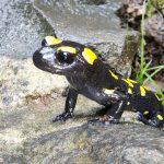 הסלמנדרה המצויה הגיעה בעקבות הגשמים, לשמורת הטבע הבניאס