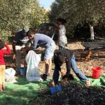 “בצל עצי הזית”: באשכול בית הכרם