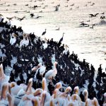 כניסת השקנאים לארץ הסתיימה ומסתכמת בכ-43,700 שקנאים