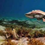 לצלול עם חשמלן פרסי בחוף הצפוני באילת