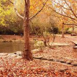 שַׁלֶּכֶת: טיולים משפחתים בתוך היופי האדום-כתום-חום