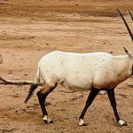בייבי בום: 8 עגלי ראמים נולדו בשמורת הטבע חי בר יוטבתה