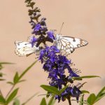 סיור פרפרים וחרקים: מסע מרתק לכל המשפחה