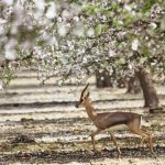 הקסם חוזר: פסטיבל השקדיות של חבל יתיר