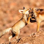 פסטיבל הצילום הבינלאומי העשיריPHOTO IS:RAEL מגיע לאילת