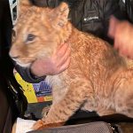 גור האריות המכונה “אבו מאלק” אותר, שוחרר ונלקח לטיפול