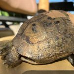 “אם לסבתא היו גלגלים”: אז לצב שלנו דווקא יש…