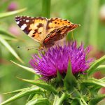 אגמון החולה-קק”ל נצבע כתום עם פרפרי נמפית החורשף