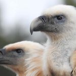 רשות הטבע והגנים יצאה במהלך ארצי לשימור הנשרים