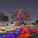 “אביב של צבעים”: מיצג צבעוני ומרהיב בפארק הלאומי ר”ג