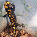 מטיילים בטבע ופוגשים סלמנדרה