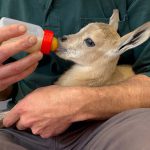 מעשה ב- 2 גדיים קטנטנים ויעלה אחת