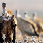 “יום הנשר” בגן לאומי עין עבדת