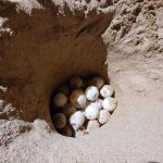 עונת ההטלות של צבי הים התחילה בימים אלו ותימשך עד ספטמבר