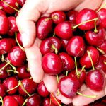 חוזרים לשגרה בטעם דובדבן, בבוסתן ‘בראשית’ בעין זיוון