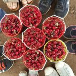 פסטיבל הדובדבן בגולן: עונת הדובדבנים בגולן נמצאת בשיאה