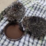 שני גורי קיפוד מדברי ניצלו בזכות ערנותו של אזרח