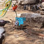 כוכב וגי’רף: חגיגות בספארי ר”ג