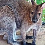 ולאבית חדשה הצטרפה לספארי