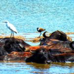 סופ”ש בין טיולים ללוויתנים
