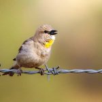 עולה חדשה בישראל: אוכלוסייה ראשונה של דרורית צהובת גרון בגולן