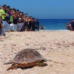 השבה לטבע של 3 צבי ים חומים: “תירצה”, “זכריה” ו”אלוש”
