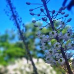 החצב המצוי, מסמן הסתיו, כבר פורח. האם הסתיו כבר כאן?