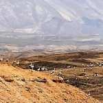 מאות חסידות תועדו בשמורת הטבע מכתשים עין יהב