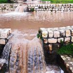 מסיק זיתים, הופעות וסדנאות לילדים: אירועי קק”ל בחג סוכות וחוה”מ