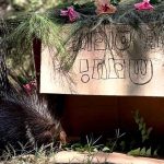 סוכות בספארי: בואו להיות האושפיזין של בעלי החיים