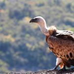 יש נשר בשמים: חודש הנשרים ברשות הטבע והגנים