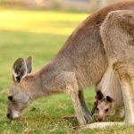 סוכות שומרי טבע בגן גורו